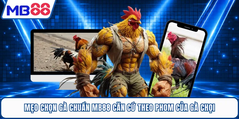 Mẹo chọn gà chuẩn MB88 căn cứ theo phom của gà chọi